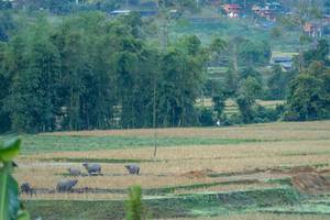 BIB: 
                            <button type="button" onclick="openModal(19376125)" class="btn btn-primary btn-sm float-right btn-popup" data-toggle="modal" data-target=".modal-high-quality">
                        <i class="fas fa-shopping-cart"></i> Add to Cart
                    </button>
                                            <button type="button" onclick="isThisMe(19376125, true)" class="btn btn-success btn-sm float-right btn-popup btn-isme hidden" data-toggle="tooltip" data-placement="bottom" title="นี่คือรูปของคุณใช่ไหม คลิกที่นี่เพื่อเอาเข้าอัลบั้ม">
                        <i class="fas fa-plus"></i> Add to album
                    </button>
                    <button type="button" onclick="isThisMe(19376125, false)" class="btn btn-warning btn-sm float-right btn-popup btn-isnotme hidden">
                        <i class="fas fa-ban"></i> Remove from album
                    </button>