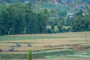 BIB: 
                            <button type="button" onclick="openModal(19376126)" class="btn btn-primary btn-sm float-right btn-popup" data-toggle="modal" data-target=".modal-high-quality">
                        <i class="fas fa-shopping-cart"></i> Add to Cart
                    </button>
                                            <button type="button" onclick="isThisMe(19376126, true)" class="btn btn-success btn-sm float-right btn-popup btn-isme hidden" data-toggle="tooltip" data-placement="bottom" title="นี่คือรูปของคุณใช่ไหม คลิกที่นี่เพื่อเอาเข้าอัลบั้ม">
                        <i class="fas fa-plus"></i> Add to album
                    </button>
                    <button type="button" onclick="isThisMe(19376126, false)" class="btn btn-warning btn-sm float-right btn-popup btn-isnotme hidden">
                        <i class="fas fa-ban"></i> Remove from album
                    </button>