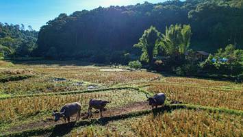 BIB: 
                            <button type="button" onclick="openModal(19372112)" class="btn btn-primary btn-sm float-right btn-popup" data-toggle="modal" data-target=".modal-high-quality">
                        <i class="fas fa-shopping-cart"></i> Add to Cart
                    </button>
                                            <button type="button" onclick="isThisMe(19372112, true)" class="btn btn-success btn-sm float-right btn-popup btn-isme hidden" data-toggle="tooltip" data-placement="bottom" title="นี่คือรูปของคุณใช่ไหม คลิกที่นี่เพื่อเอาเข้าอัลบั้ม">
                        <i class="fas fa-plus"></i> Add to album
                    </button>
                    <button type="button" onclick="isThisMe(19372112, false)" class="btn btn-warning btn-sm float-right btn-popup btn-isnotme hidden">
                        <i class="fas fa-ban"></i> Remove from album
                    </button>