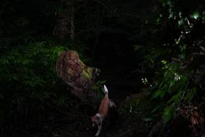 BIB: 
                            <button type="button" onclick="openModal(19286237)" class="btn btn-primary btn-sm float-right btn-popup" data-toggle="modal" data-target=".modal-high-quality">
                        <i class="fas fa-shopping-cart"></i> Add to Cart
                    </button>
                                            <button type="button" onclick="isThisMe(19286237, true)" class="btn btn-success btn-sm float-right btn-popup btn-isme hidden" data-toggle="tooltip" data-placement="bottom" title="นี่คือรูปของคุณใช่ไหม คลิกที่นี่เพื่อเอาเข้าอัลบั้ม">
                        <i class="fas fa-plus"></i> Add to album
                    </button>
                    <button type="button" onclick="isThisMe(19286237, false)" class="btn btn-warning btn-sm float-right btn-popup btn-isnotme hidden">
                        <i class="fas fa-ban"></i> Remove from album
                    </button>