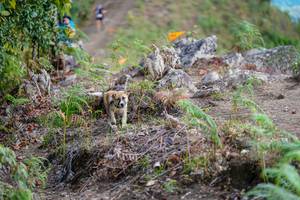 BIB: 
                            <button type="button" onclick="openModal(19178279)" class="btn btn-primary btn-sm float-right btn-popup" data-toggle="modal" data-target=".modal-high-quality">
                        <i class="fas fa-shopping-cart"></i> Add to Cart
                    </button>
                                            <button type="button" onclick="isThisMe(19178279, true)" class="btn btn-success btn-sm float-right btn-popup btn-isme hidden" data-toggle="tooltip" data-placement="bottom" title="นี่คือรูปของคุณใช่ไหม คลิกที่นี่เพื่อเอาเข้าอัลบั้ม">
                        <i class="fas fa-plus"></i> Add to album
                    </button>
                    <button type="button" onclick="isThisMe(19178279, false)" class="btn btn-warning btn-sm float-right btn-popup btn-isnotme hidden">
                        <i class="fas fa-ban"></i> Remove from album
                    </button>