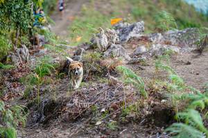 BIB: 
                            <button type="button" onclick="openModal(19178280)" class="btn btn-primary btn-sm float-right btn-popup" data-toggle="modal" data-target=".modal-high-quality">
                        <i class="fas fa-shopping-cart"></i> Add to Cart
                    </button>
                                            <button type="button" onclick="isThisMe(19178280, true)" class="btn btn-success btn-sm float-right btn-popup btn-isme hidden" data-toggle="tooltip" data-placement="bottom" title="นี่คือรูปของคุณใช่ไหม คลิกที่นี่เพื่อเอาเข้าอัลบั้ม">
                        <i class="fas fa-plus"></i> Add to album
                    </button>
                    <button type="button" onclick="isThisMe(19178280, false)" class="btn btn-warning btn-sm float-right btn-popup btn-isnotme hidden">
                        <i class="fas fa-ban"></i> Remove from album
                    </button>