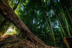 BIB: 
                            <button type="button" onclick="openModal(18986299)" class="btn btn-primary btn-sm float-right btn-popup" data-toggle="modal" data-target=".modal-high-quality">
                        <i class="fas fa-shopping-cart"></i> Add to Cart
                    </button>
                                            <button type="button" onclick="isThisMe(18986299, true)" class="btn btn-success btn-sm float-right btn-popup btn-isme hidden" data-toggle="tooltip" data-placement="bottom" title="นี่คือรูปของคุณใช่ไหม คลิกที่นี่เพื่อเอาเข้าอัลบั้ม">
                        <i class="fas fa-plus"></i> Add to album
                    </button>
                    <button type="button" onclick="isThisMe(18986299, false)" class="btn btn-warning btn-sm float-right btn-popup btn-isnotme hidden">
                        <i class="fas fa-ban"></i> Remove from album
                    </button>