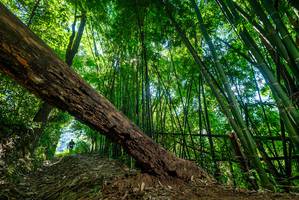 BIB: 
                            <button type="button" onclick="openModal(19065150)" class="btn btn-primary btn-sm float-right btn-popup" data-toggle="modal" data-target=".modal-high-quality">
                        <i class="fas fa-shopping-cart"></i> Add to Cart
                    </button>
                                            <button type="button" onclick="isThisMe(19065150, true)" class="btn btn-success btn-sm float-right btn-popup btn-isme hidden" data-toggle="tooltip" data-placement="bottom" title="นี่คือรูปของคุณใช่ไหม คลิกที่นี่เพื่อเอาเข้าอัลบั้ม">
                        <i class="fas fa-plus"></i> Add to album
                    </button>
                    <button type="button" onclick="isThisMe(19065150, false)" class="btn btn-warning btn-sm float-right btn-popup btn-isnotme hidden">
                        <i class="fas fa-ban"></i> Remove from album
                    </button>