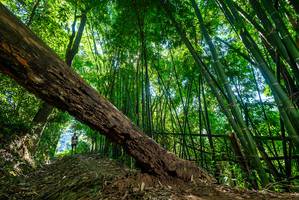 BIB: 
                            <button type="button" onclick="openModal(19067075)" class="btn btn-primary btn-sm float-right btn-popup" data-toggle="modal" data-target=".modal-high-quality">
                        <i class="fas fa-shopping-cart"></i> Add to Cart
                    </button>
                                            <button type="button" onclick="isThisMe(19067075, true)" class="btn btn-success btn-sm float-right btn-popup btn-isme hidden" data-toggle="tooltip" data-placement="bottom" title="นี่คือรูปของคุณใช่ไหม คลิกที่นี่เพื่อเอาเข้าอัลบั้ม">
                        <i class="fas fa-plus"></i> Add to album
                    </button>
                    <button type="button" onclick="isThisMe(19067075, false)" class="btn btn-warning btn-sm float-right btn-popup btn-isnotme hidden">
                        <i class="fas fa-ban"></i> Remove from album
                    </button>