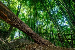 BIB: 
                            <button type="button" onclick="openModal(19061865)" class="btn btn-primary btn-sm float-right btn-popup" data-toggle="modal" data-target=".modal-high-quality">
                        <i class="fas fa-shopping-cart"></i> Add to Cart
                    </button>
                                            <button type="button" onclick="isThisMe(19061865, true)" class="btn btn-success btn-sm float-right btn-popup btn-isme hidden" data-toggle="tooltip" data-placement="bottom" title="นี่คือรูปของคุณใช่ไหม คลิกที่นี่เพื่อเอาเข้าอัลบั้ม">
                        <i class="fas fa-plus"></i> Add to album
                    </button>
                    <button type="button" onclick="isThisMe(19061865, false)" class="btn btn-warning btn-sm float-right btn-popup btn-isnotme hidden">
                        <i class="fas fa-ban"></i> Remove from album
                    </button>