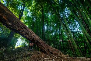 BIB: 
                            <button type="button" onclick="openModal(18991586)" class="btn btn-primary btn-sm float-right btn-popup" data-toggle="modal" data-target=".modal-high-quality">
                        <i class="fas fa-shopping-cart"></i> Add to Cart
                    </button>
                                            <button type="button" onclick="isThisMe(18991586, true)" class="btn btn-success btn-sm float-right btn-popup btn-isme hidden" data-toggle="tooltip" data-placement="bottom" title="นี่คือรูปของคุณใช่ไหม คลิกที่นี่เพื่อเอาเข้าอัลบั้ม">
                        <i class="fas fa-plus"></i> Add to album
                    </button>
                    <button type="button" onclick="isThisMe(18991586, false)" class="btn btn-warning btn-sm float-right btn-popup btn-isnotme hidden">
                        <i class="fas fa-ban"></i> Remove from album
                    </button>