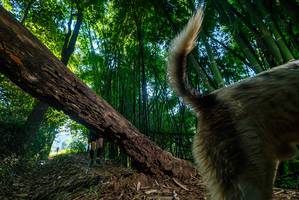 BIB: 
                            <button type="button" onclick="openModal(18991577)" class="btn btn-primary btn-sm float-right btn-popup" data-toggle="modal" data-target=".modal-high-quality">
                        <i class="fas fa-shopping-cart"></i> Add to Cart
                    </button>
                                            <button type="button" onclick="isThisMe(18991577, true)" class="btn btn-success btn-sm float-right btn-popup btn-isme hidden" data-toggle="tooltip" data-placement="bottom" title="นี่คือรูปของคุณใช่ไหม คลิกที่นี่เพื่อเอาเข้าอัลบั้ม">
                        <i class="fas fa-plus"></i> Add to album
                    </button>
                    <button type="button" onclick="isThisMe(18991577, false)" class="btn btn-warning btn-sm float-right btn-popup btn-isnotme hidden">
                        <i class="fas fa-ban"></i> Remove from album
                    </button>