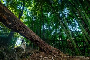 BIB: 
                            <button type="button" onclick="openModal(18991560)" class="btn btn-primary btn-sm float-right btn-popup" data-toggle="modal" data-target=".modal-high-quality">
                        <i class="fas fa-shopping-cart"></i> Add to Cart
                    </button>
                                            <button type="button" onclick="isThisMe(18991560, true)" class="btn btn-success btn-sm float-right btn-popup btn-isme hidden" data-toggle="tooltip" data-placement="bottom" title="นี่คือรูปของคุณใช่ไหม คลิกที่นี่เพื่อเอาเข้าอัลบั้ม">
                        <i class="fas fa-plus"></i> Add to album
                    </button>
                    <button type="button" onclick="isThisMe(18991560, false)" class="btn btn-warning btn-sm float-right btn-popup btn-isnotme hidden">
                        <i class="fas fa-ban"></i> Remove from album
                    </button>