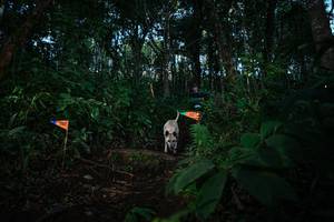 BIB: 
                            <button type="button" onclick="openModal(22670263)" class="btn btn-primary btn-sm float-right btn-popup" data-toggle="modal" data-target=".modal-high-quality">
                        <i class="fas fa-shopping-cart"></i> Add to Cart
                    </button>
                                            <button type="button" onclick="isThisMe(22670263, true)" class="btn btn-success btn-sm float-right btn-popup btn-isme hidden" data-toggle="tooltip" data-placement="bottom" title="นี่คือรูปของคุณใช่ไหม คลิกที่นี่เพื่อเอาเข้าอัลบั้ม">
                        <i class="fas fa-plus"></i> Add to album
                    </button>
                    <button type="button" onclick="isThisMe(22670263, false)" class="btn btn-warning btn-sm float-right btn-popup btn-isnotme hidden">
                        <i class="fas fa-ban"></i> Remove from album
                    </button>