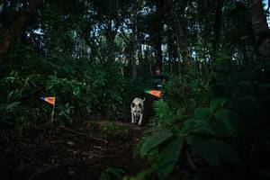 BIB: 7162
                            <button type="button" onclick="openModal(22670268)" class="btn btn-primary btn-sm float-right btn-popup" data-toggle="modal" data-target=".modal-high-quality">
                        <i class="fas fa-shopping-cart"></i> Add to Cart
                    </button>
                                            <button type="button" onclick="isThisMe(22670268, true)" class="btn btn-success btn-sm float-right btn-popup btn-isme hidden" data-toggle="tooltip" data-placement="bottom" title="นี่คือรูปของคุณใช่ไหม คลิกที่นี่เพื่อเอาเข้าอัลบั้ม">
                        <i class="fas fa-plus"></i> Add to album
                    </button>
                    <button type="button" onclick="isThisMe(22670268, false)" class="btn btn-warning btn-sm float-right btn-popup btn-isnotme hidden">
                        <i class="fas fa-ban"></i> Remove from album
                    </button>