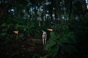 BIB: 
                            <button type="button" onclick="openModal(22670272)" class="btn btn-primary btn-sm float-right btn-popup" data-toggle="modal" data-target=".modal-high-quality">
                        <i class="fas fa-shopping-cart"></i> Add to Cart
                    </button>
                                            <button type="button" onclick="isThisMe(22670272, true)" class="btn btn-success btn-sm float-right btn-popup btn-isme hidden" data-toggle="tooltip" data-placement="bottom" title="นี่คือรูปของคุณใช่ไหม คลิกที่นี่เพื่อเอาเข้าอัลบั้ม">
                        <i class="fas fa-plus"></i> Add to album
                    </button>
                    <button type="button" onclick="isThisMe(22670272, false)" class="btn btn-warning btn-sm float-right btn-popup btn-isnotme hidden">
                        <i class="fas fa-ban"></i> Remove from album
                    </button>