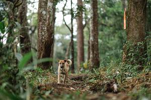 BIB: 
                            <button type="button" onclick="openModal(22523408)" class="btn btn-primary btn-sm float-right btn-popup" data-toggle="modal" data-target=".modal-high-quality">
                        <i class="fas fa-shopping-cart"></i> Add to Cart
                    </button>
                                            <button type="button" onclick="isThisMe(22523408, true)" class="btn btn-success btn-sm float-right btn-popup btn-isme hidden" data-toggle="tooltip" data-placement="bottom" title="นี่คือรูปของคุณใช่ไหม คลิกที่นี่เพื่อเอาเข้าอัลบั้ม">
                        <i class="fas fa-plus"></i> Add to album
                    </button>
                    <button type="button" onclick="isThisMe(22523408, false)" class="btn btn-warning btn-sm float-right btn-popup btn-isnotme hidden">
                        <i class="fas fa-ban"></i> Remove from album
                    </button>