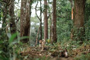 BIB: 
                            <button type="button" onclick="openModal(22523397)" class="btn btn-primary btn-sm float-right btn-popup" data-toggle="modal" data-target=".modal-high-quality">
                        <i class="fas fa-shopping-cart"></i> Add to Cart
                    </button>
                                            <button type="button" onclick="isThisMe(22523397, true)" class="btn btn-success btn-sm float-right btn-popup btn-isme hidden" data-toggle="tooltip" data-placement="bottom" title="นี่คือรูปของคุณใช่ไหม คลิกที่นี่เพื่อเอาเข้าอัลบั้ม">
                        <i class="fas fa-plus"></i> Add to album
                    </button>
                    <button type="button" onclick="isThisMe(22523397, false)" class="btn btn-warning btn-sm float-right btn-popup btn-isnotme hidden">
                        <i class="fas fa-ban"></i> Remove from album
                    </button>