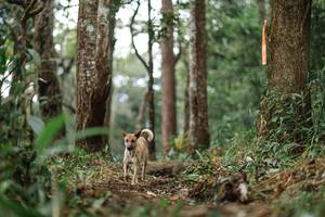 BIB: 
                            <button type="button" onclick="openModal(22523400)" class="btn btn-primary btn-sm float-right btn-popup" data-toggle="modal" data-target=".modal-high-quality">
                        <i class="fas fa-shopping-cart"></i> Add to Cart
                    </button>
                                            <button type="button" onclick="isThisMe(22523400, true)" class="btn btn-success btn-sm float-right btn-popup btn-isme hidden" data-toggle="tooltip" data-placement="bottom" title="นี่คือรูปของคุณใช่ไหม คลิกที่นี่เพื่อเอาเข้าอัลบั้ม">
                        <i class="fas fa-plus"></i> Add to album
                    </button>
                    <button type="button" onclick="isThisMe(22523400, false)" class="btn btn-warning btn-sm float-right btn-popup btn-isnotme hidden">
                        <i class="fas fa-ban"></i> Remove from album
                    </button>