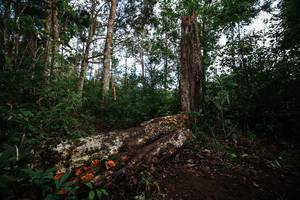 BIB: 
                            <button type="button" onclick="openModal(22368865)" class="btn btn-primary btn-sm float-right btn-popup" data-toggle="modal" data-target=".modal-high-quality">
                        <i class="fas fa-shopping-cart"></i> Add to Cart
                    </button>
                                            <button type="button" onclick="isThisMe(22368865, true)" class="btn btn-success btn-sm float-right btn-popup btn-isme hidden" data-toggle="tooltip" data-placement="bottom" title="นี่คือรูปของคุณใช่ไหม คลิกที่นี่เพื่อเอาเข้าอัลบั้ม">
                        <i class="fas fa-plus"></i> Add to album
                    </button>
                    <button type="button" onclick="isThisMe(22368865, false)" class="btn btn-warning btn-sm float-right btn-popup btn-isnotme hidden">
                        <i class="fas fa-ban"></i> Remove from album
                    </button>