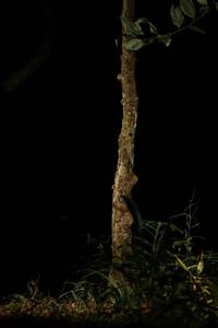 BIB: 
                            <button type="button" onclick="openModal(22497115)" class="btn btn-primary btn-sm float-right btn-popup" data-toggle="modal" data-target=".modal-high-quality">
                        <i class="fas fa-shopping-cart"></i> Add to Cart
                    </button>
                                            <button type="button" onclick="isThisMe(22497115, true)" class="btn btn-success btn-sm float-right btn-popup btn-isme hidden" data-toggle="tooltip" data-placement="bottom" title="นี่คือรูปของคุณใช่ไหม คลิกที่นี่เพื่อเอาเข้าอัลบั้ม">
                        <i class="fas fa-plus"></i> Add to album
                    </button>
                    <button type="button" onclick="isThisMe(22497115, false)" class="btn btn-warning btn-sm float-right btn-popup btn-isnotme hidden">
                        <i class="fas fa-ban"></i> Remove from album
                    </button>