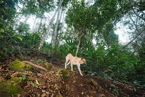 BIB: 
                            <button type="button" onclick="openModal(22562248)" class="btn btn-primary btn-sm float-right btn-popup" data-toggle="modal" data-target=".modal-high-quality">
                        <i class="fas fa-shopping-cart"></i> Add to Cart
                    </button>
                                            <button type="button" onclick="isThisMe(22562248, true)" class="btn btn-success btn-sm float-right btn-popup btn-isme hidden" data-toggle="tooltip" data-placement="bottom" title="นี่คือรูปของคุณใช่ไหม คลิกที่นี่เพื่อเอาเข้าอัลบั้ม">
                        <i class="fas fa-plus"></i> Add to album
                    </button>
                    <button type="button" onclick="isThisMe(22562248, false)" class="btn btn-warning btn-sm float-right btn-popup btn-isnotme hidden">
                        <i class="fas fa-ban"></i> Remove from album
                    </button>