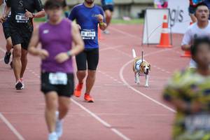 BIB: 800, 6994
                            <button type="button" onclick="openModal(4569475)" class="btn btn-primary btn-sm float-right btn-popup" data-toggle="modal" data-target=".modal-high-quality">
                        <i class="fas fa-shopping-cart"></i> Add to Cart
                    </button>
                                            <button type="button" onclick="isThisMe(4569475, true)" class="btn btn-success btn-sm float-right btn-popup btn-isme hidden" data-toggle="tooltip" data-placement="bottom" title="นี่คือรูปของคุณใช่ไหม คลิกที่นี่เพื่อเอาเข้าอัลบั้ม">
                        <i class="fas fa-plus"></i> Add to album
                    </button>
                    <button type="button" onclick="isThisMe(4569475, false)" class="btn btn-warning btn-sm float-right btn-popup btn-isnotme hidden">
                        <i class="fas fa-ban"></i> Remove from album
                    </button>