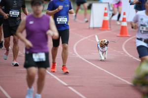 BIB: 8005, 699
                            <button type="button" onclick="openModal(4569479)" class="btn btn-primary btn-sm float-right btn-popup" data-toggle="modal" data-target=".modal-high-quality">
                        <i class="fas fa-shopping-cart"></i> Add to Cart
                    </button>
                                            <button type="button" onclick="isThisMe(4569479, true)" class="btn btn-success btn-sm float-right btn-popup btn-isme hidden" data-toggle="tooltip" data-placement="bottom" title="นี่คือรูปของคุณใช่ไหม คลิกที่นี่เพื่อเอาเข้าอัลบั้ม">
                        <i class="fas fa-plus"></i> Add to album
                    </button>
                    <button type="button" onclick="isThisMe(4569479, false)" class="btn btn-warning btn-sm float-right btn-popup btn-isnotme hidden">
                        <i class="fas fa-ban"></i> Remove from album
                    </button>