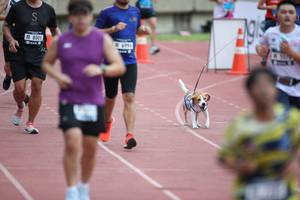 BIB: 8005, 699
                            <button type="button" onclick="openModal(4569474)" class="btn btn-primary btn-sm float-right btn-popup" data-toggle="modal" data-target=".modal-high-quality">
                        <i class="fas fa-shopping-cart"></i> Add to Cart
                    </button>
                                            <button type="button" onclick="isThisMe(4569474, true)" class="btn btn-success btn-sm float-right btn-popup btn-isme hidden" data-toggle="tooltip" data-placement="bottom" title="นี่คือรูปของคุณใช่ไหม คลิกที่นี่เพื่อเอาเข้าอัลบั้ม">
                        <i class="fas fa-plus"></i> Add to album
                    </button>
                    <button type="button" onclick="isThisMe(4569474, false)" class="btn btn-warning btn-sm float-right btn-popup btn-isnotme hidden">
                        <i class="fas fa-ban"></i> Remove from album
                    </button>