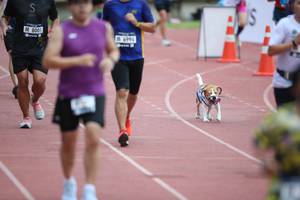 BIB: 8005, 7669
                            <button type="button" onclick="openModal(4569477)" class="btn btn-primary btn-sm float-right btn-popup" data-toggle="modal" data-target=".modal-high-quality">
                        <i class="fas fa-shopping-cart"></i> Add to Cart
                    </button>
                                            <button type="button" onclick="isThisMe(4569477, true)" class="btn btn-success btn-sm float-right btn-popup btn-isme hidden" data-toggle="tooltip" data-placement="bottom" title="นี่คือรูปของคุณใช่ไหม คลิกที่นี่เพื่อเอาเข้าอัลบั้ม">
                        <i class="fas fa-plus"></i> Add to album
                    </button>
                    <button type="button" onclick="isThisMe(4569477, false)" class="btn btn-warning btn-sm float-right btn-popup btn-isnotme hidden">
                        <i class="fas fa-ban"></i> Remove from album
                    </button>