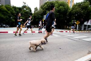 BIB: 
                            <button type="button" onclick="openModal(4727609)" class="btn btn-primary btn-sm float-right btn-popup" data-toggle="modal" data-target=".modal-high-quality">
                        <i class="fas fa-shopping-cart"></i> Add to Cart
                    </button>
                                            <button type="button" onclick="isThisMe(4727609, true)" class="btn btn-success btn-sm float-right btn-popup btn-isme hidden" data-toggle="tooltip" data-placement="bottom" title="นี่คือรูปของคุณใช่ไหม คลิกที่นี่เพื่อเอาเข้าอัลบั้ม">
                        <i class="fas fa-plus"></i> Add to album
                    </button>
                    <button type="button" onclick="isThisMe(4727609, false)" class="btn btn-warning btn-sm float-right btn-popup btn-isnotme hidden">
                        <i class="fas fa-ban"></i> Remove from album
                    </button>