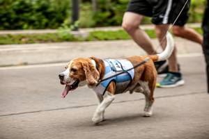 BIB: 
                            <button type="button" onclick="openModal(4729334)" class="btn btn-primary btn-sm float-right btn-popup" data-toggle="modal" data-target=".modal-high-quality">
                        <i class="fas fa-shopping-cart"></i> Add to Cart
                    </button>
                                            <button type="button" onclick="isThisMe(4729334, true)" class="btn btn-success btn-sm float-right btn-popup btn-isme hidden" data-toggle="tooltip" data-placement="bottom" title="นี่คือรูปของคุณใช่ไหม คลิกที่นี่เพื่อเอาเข้าอัลบั้ม">
                        <i class="fas fa-plus"></i> Add to album
                    </button>
                    <button type="button" onclick="isThisMe(4729334, false)" class="btn btn-warning btn-sm float-right btn-popup btn-isnotme hidden">
                        <i class="fas fa-ban"></i> Remove from album
                    </button>