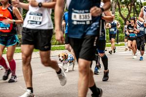 BIB: 8385, 8319
                            <button type="button" onclick="openModal(4729336)" class="btn btn-primary btn-sm float-right btn-popup" data-toggle="modal" data-target=".modal-high-quality">
                        <i class="fas fa-shopping-cart"></i> Add to Cart
                    </button>
                                            <button type="button" onclick="isThisMe(4729336, true)" class="btn btn-success btn-sm float-right btn-popup btn-isme hidden" data-toggle="tooltip" data-placement="bottom" title="นี่คือรูปของคุณใช่ไหม คลิกที่นี่เพื่อเอาเข้าอัลบั้ม">
                        <i class="fas fa-plus"></i> Add to album
                    </button>
                    <button type="button" onclick="isThisMe(4729336, false)" class="btn btn-warning btn-sm float-right btn-popup btn-isnotme hidden">
                        <i class="fas fa-ban"></i> Remove from album
                    </button>