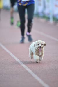 BIB: 11580
                            <button type="button" onclick="openModal(3535717)" class="btn btn-primary btn-sm float-right btn-popup" data-toggle="modal" data-target=".modal-high-quality">
                        <i class="fas fa-shopping-cart"></i> Add to Cart
                    </button>
                                            <button type="button" onclick="isThisMe(3535717, true)" class="btn btn-success btn-sm float-right btn-popup btn-isme hidden" data-toggle="tooltip" data-placement="bottom" title="นี่คือรูปของคุณใช่ไหม คลิกที่นี่เพื่อเอาเข้าอัลบั้ม">
                        <i class="fas fa-plus"></i> Add to album
                    </button>
                    <button type="button" onclick="isThisMe(3535717, false)" class="btn btn-warning btn-sm float-right btn-popup btn-isnotme hidden">
                        <i class="fas fa-ban"></i> Remove from album
                    </button>