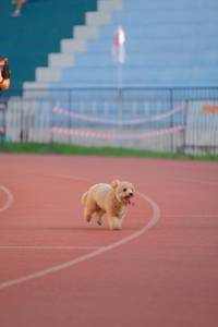 BIB: 
                            <button type="button" onclick="openModal(3566171)" class="btn btn-primary btn-sm float-right btn-popup" data-toggle="modal" data-target=".modal-high-quality">
                        <i class="fas fa-shopping-cart"></i> Add to Cart
                    </button>
                                            <button type="button" onclick="isThisMe(3566171, true)" class="btn btn-success btn-sm float-right btn-popup btn-isme hidden" data-toggle="tooltip" data-placement="bottom" title="นี่คือรูปของคุณใช่ไหม คลิกที่นี่เพื่อเอาเข้าอัลบั้ม">
                        <i class="fas fa-plus"></i> Add to album
                    </button>
                    <button type="button" onclick="isThisMe(3566171, false)" class="btn btn-warning btn-sm float-right btn-popup btn-isnotme hidden">
                        <i class="fas fa-ban"></i> Remove from album
                    </button>