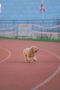 BIB: 
                            <button type="button" onclick="openModal(3566154)" class="btn btn-primary btn-sm float-right btn-popup" data-toggle="modal" data-target=".modal-high-quality">
                        <i class="fas fa-shopping-cart"></i> Add to Cart
                    </button>
                                            <button type="button" onclick="isThisMe(3566154, true)" class="btn btn-success btn-sm float-right btn-popup btn-isme hidden" data-toggle="tooltip" data-placement="bottom" title="นี่คือรูปของคุณใช่ไหม คลิกที่นี่เพื่อเอาเข้าอัลบั้ม">
                        <i class="fas fa-plus"></i> Add to album
                    </button>
                    <button type="button" onclick="isThisMe(3566154, false)" class="btn btn-warning btn-sm float-right btn-popup btn-isnotme hidden">
                        <i class="fas fa-ban"></i> Remove from album
                    </button>