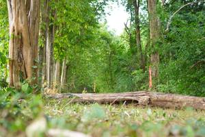 BIB: 
                            <button type="button" onclick="openModal(21988968)" class="btn btn-primary btn-sm float-right btn-popup" data-toggle="modal" data-target=".modal-high-quality">
                        <i class="fas fa-shopping-cart"></i> Add to Cart
                    </button>
                                            <button type="button" onclick="isThisMe(21988968, true)" class="btn btn-success btn-sm float-right btn-popup btn-isme hidden" data-toggle="tooltip" data-placement="bottom" title="นี่คือรูปของคุณใช่ไหม คลิกที่นี่เพื่อเอาเข้าอัลบั้ม">
                        <i class="fas fa-plus"></i> Add to album
                    </button>
                    <button type="button" onclick="isThisMe(21988968, false)" class="btn btn-warning btn-sm float-right btn-popup btn-isnotme hidden">
                        <i class="fas fa-ban"></i> Remove from album
                    </button>