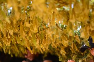 BIB: 
                            <button type="button" onclick="openModal(7162588)" class="btn btn-primary btn-sm float-right btn-popup" data-toggle="modal" data-target=".modal-high-quality">
                        <i class="fas fa-shopping-cart"></i> Add to Cart
                    </button>
                                            <button type="button" onclick="isThisMe(7162588, true)" class="btn btn-success btn-sm float-right btn-popup btn-isme hidden" data-toggle="tooltip" data-placement="bottom" title="นี่คือรูปของคุณใช่ไหม คลิกที่นี่เพื่อเอาเข้าอัลบั้ม">
                        <i class="fas fa-plus"></i> Add to album
                    </button>
                    <button type="button" onclick="isThisMe(7162588, false)" class="btn btn-warning btn-sm float-right btn-popup btn-isnotme hidden">
                        <i class="fas fa-ban"></i> Remove from album
                    </button>