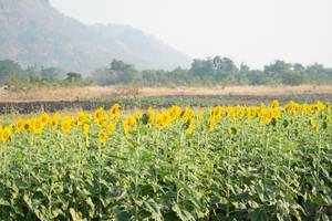 BIB: 
                            <button type="button" onclick="openModal(7258337)" class="btn btn-primary btn-sm float-right btn-popup" data-toggle="modal" data-target=".modal-high-quality">
                        <i class="fas fa-shopping-cart"></i> Add to Cart
                    </button>
                                            <button type="button" onclick="isThisMe(7258337, true)" class="btn btn-success btn-sm float-right btn-popup btn-isme hidden" data-toggle="tooltip" data-placement="bottom" title="นี่คือรูปของคุณใช่ไหม คลิกที่นี่เพื่อเอาเข้าอัลบั้ม">
                        <i class="fas fa-plus"></i> Add to album
                    </button>
                    <button type="button" onclick="isThisMe(7258337, false)" class="btn btn-warning btn-sm float-right btn-popup btn-isnotme hidden">
                        <i class="fas fa-ban"></i> Remove from album
                    </button>