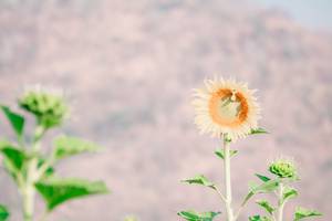 BIB: 
                            <button type="button" onclick="openModal(7258295)" class="btn btn-primary btn-sm float-right btn-popup" data-toggle="modal" data-target=".modal-high-quality">
                        <i class="fas fa-shopping-cart"></i> Add to Cart
                    </button>
                                            <button type="button" onclick="isThisMe(7258295, true)" class="btn btn-success btn-sm float-right btn-popup btn-isme hidden" data-toggle="tooltip" data-placement="bottom" title="นี่คือรูปของคุณใช่ไหม คลิกที่นี่เพื่อเอาเข้าอัลบั้ม">
                        <i class="fas fa-plus"></i> Add to album
                    </button>
                    <button type="button" onclick="isThisMe(7258295, false)" class="btn btn-warning btn-sm float-right btn-popup btn-isnotme hidden">
                        <i class="fas fa-ban"></i> Remove from album
                    </button>