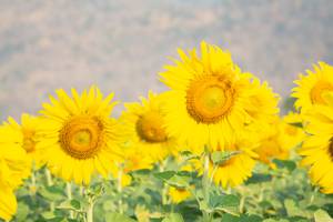 BIB: 
                            <button type="button" onclick="openModal(7258330)" class="btn btn-primary btn-sm float-right btn-popup" data-toggle="modal" data-target=".modal-high-quality">
                        <i class="fas fa-shopping-cart"></i> Add to Cart
                    </button>
                                            <button type="button" onclick="isThisMe(7258330, true)" class="btn btn-success btn-sm float-right btn-popup btn-isme hidden" data-toggle="tooltip" data-placement="bottom" title="นี่คือรูปของคุณใช่ไหม คลิกที่นี่เพื่อเอาเข้าอัลบั้ม">
                        <i class="fas fa-plus"></i> Add to album
                    </button>
                    <button type="button" onclick="isThisMe(7258330, false)" class="btn btn-warning btn-sm float-right btn-popup btn-isnotme hidden">
                        <i class="fas fa-ban"></i> Remove from album
                    </button>