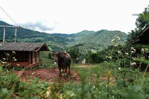 BIB: 
                            <button type="button" onclick="openModal(25045080)" class="btn btn-primary btn-sm float-right btn-popup" data-toggle="modal" data-target=".modal-high-quality">
                        <i class="fas fa-shopping-cart"></i> Add to Cart
                    </button>
                                            <button type="button" onclick="isThisMe(25045080, true)" class="btn btn-success btn-sm float-right btn-popup btn-isme hidden" data-toggle="tooltip" data-placement="bottom" title="นี่คือรูปของคุณใช่ไหม คลิกที่นี่เพื่อเอาเข้าอัลบั้ม">
                        <i class="fas fa-plus"></i> Add to album
                    </button>
                    <button type="button" onclick="isThisMe(25045080, false)" class="btn btn-warning btn-sm float-right btn-popup btn-isnotme hidden">
                        <i class="fas fa-ban"></i> Remove from album
                    </button>