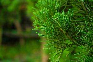 BIB: 
                            <button type="button" onclick="openModal(25044779)" class="btn btn-primary btn-sm float-right btn-popup" data-toggle="modal" data-target=".modal-high-quality">
                        <i class="fas fa-shopping-cart"></i> Add to Cart
                    </button>
                                            <button type="button" onclick="isThisMe(25044779, true)" class="btn btn-success btn-sm float-right btn-popup btn-isme hidden" data-toggle="tooltip" data-placement="bottom" title="นี่คือรูปของคุณใช่ไหม คลิกที่นี่เพื่อเอาเข้าอัลบั้ม">
                        <i class="fas fa-plus"></i> Add to album
                    </button>
                    <button type="button" onclick="isThisMe(25044779, false)" class="btn btn-warning btn-sm float-right btn-popup btn-isnotme hidden">
                        <i class="fas fa-ban"></i> Remove from album
                    </button>