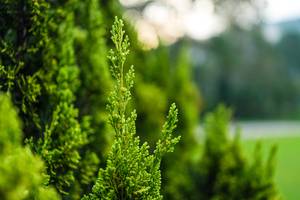 BIB: 
                            <button type="button" onclick="openModal(25044775)" class="btn btn-primary btn-sm float-right btn-popup" data-toggle="modal" data-target=".modal-high-quality">
                        <i class="fas fa-shopping-cart"></i> Add to Cart
                    </button>
                                            <button type="button" onclick="isThisMe(25044775, true)" class="btn btn-success btn-sm float-right btn-popup btn-isme hidden" data-toggle="tooltip" data-placement="bottom" title="นี่คือรูปของคุณใช่ไหม คลิกที่นี่เพื่อเอาเข้าอัลบั้ม">
                        <i class="fas fa-plus"></i> Add to album
                    </button>
                    <button type="button" onclick="isThisMe(25044775, false)" class="btn btn-warning btn-sm float-right btn-popup btn-isnotme hidden">
                        <i class="fas fa-ban"></i> Remove from album
                    </button>