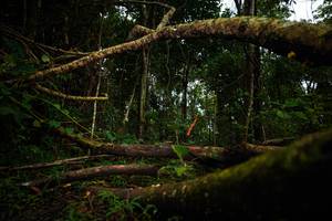 BIB: 
                            <button type="button" onclick="openModal(25037526)" class="btn btn-primary btn-sm float-right btn-popup" data-toggle="modal" data-target=".modal-high-quality">
                        <i class="fas fa-shopping-cart"></i> Add to Cart
                    </button>
                                            <button type="button" onclick="isThisMe(25037526, true)" class="btn btn-success btn-sm float-right btn-popup btn-isme hidden" data-toggle="tooltip" data-placement="bottom" title="นี่คือรูปของคุณใช่ไหม คลิกที่นี่เพื่อเอาเข้าอัลบั้ม">
                        <i class="fas fa-plus"></i> Add to album
                    </button>
                    <button type="button" onclick="isThisMe(25037526, false)" class="btn btn-warning btn-sm float-right btn-popup btn-isnotme hidden">
                        <i class="fas fa-ban"></i> Remove from album
                    </button>