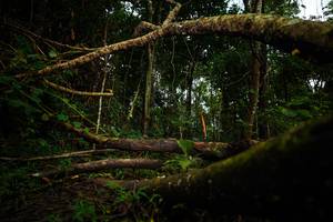 BIB: 
                            <button type="button" onclick="openModal(25036971)" class="btn btn-primary btn-sm float-right btn-popup" data-toggle="modal" data-target=".modal-high-quality">
                        <i class="fas fa-shopping-cart"></i> Add to Cart
                    </button>
                                            <button type="button" onclick="isThisMe(25036971, true)" class="btn btn-success btn-sm float-right btn-popup btn-isme hidden" data-toggle="tooltip" data-placement="bottom" title="นี่คือรูปของคุณใช่ไหม คลิกที่นี่เพื่อเอาเข้าอัลบั้ม">
                        <i class="fas fa-plus"></i> Add to album
                    </button>
                    <button type="button" onclick="isThisMe(25036971, false)" class="btn btn-warning btn-sm float-right btn-popup btn-isnotme hidden">
                        <i class="fas fa-ban"></i> Remove from album
                    </button>