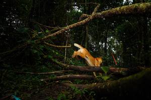 BIB: 
                            <button type="button" onclick="openModal(25034977)" class="btn btn-primary btn-sm float-right btn-popup" data-toggle="modal" data-target=".modal-high-quality">
                        <i class="fas fa-shopping-cart"></i> Add to Cart
                    </button>
                                            <button type="button" onclick="isThisMe(25034977, true)" class="btn btn-success btn-sm float-right btn-popup btn-isme hidden" data-toggle="tooltip" data-placement="bottom" title="นี่คือรูปของคุณใช่ไหม คลิกที่นี่เพื่อเอาเข้าอัลบั้ม">
                        <i class="fas fa-plus"></i> Add to album
                    </button>
                    <button type="button" onclick="isThisMe(25034977, false)" class="btn btn-warning btn-sm float-right btn-popup btn-isnotme hidden">
                        <i class="fas fa-ban"></i> Remove from album
                    </button>