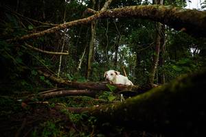 BIB: 
                            <button type="button" onclick="openModal(25027663)" class="btn btn-primary btn-sm float-right btn-popup" data-toggle="modal" data-target=".modal-high-quality">
                        <i class="fas fa-shopping-cart"></i> Add to Cart
                    </button>
                                            <button type="button" onclick="isThisMe(25027663, true)" class="btn btn-success btn-sm float-right btn-popup btn-isme hidden" data-toggle="tooltip" data-placement="bottom" title="นี่คือรูปของคุณใช่ไหม คลิกที่นี่เพื่อเอาเข้าอัลบั้ม">
                        <i class="fas fa-plus"></i> Add to album
                    </button>
                    <button type="button" onclick="isThisMe(25027663, false)" class="btn btn-warning btn-sm float-right btn-popup btn-isnotme hidden">
                        <i class="fas fa-ban"></i> Remove from album
                    </button>