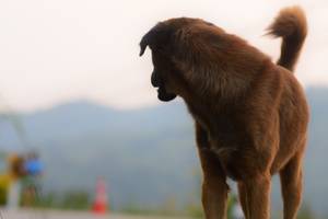 BIB: 
                            <button type="button" onclick="openModal(211151)" class="btn btn-primary btn-sm float-right btn-popup" data-toggle="modal" data-target=".modal-high-quality">
                        <i class="fas fa-shopping-cart"></i> Add to Cart
                    </button>
                                            <button type="button" onclick="isThisMe(211151, true)" class="btn btn-success btn-sm float-right btn-popup btn-isme hidden" data-toggle="tooltip" data-placement="bottom" title="นี่คือรูปของคุณใช่ไหม คลิกที่นี่เพื่อเอาเข้าอัลบั้ม">
                        <i class="fas fa-plus"></i> Add to album
                    </button>
                    <button type="button" onclick="isThisMe(211151, false)" class="btn btn-warning btn-sm float-right btn-popup btn-isnotme hidden">
                        <i class="fas fa-ban"></i> Remove from album
                    </button>