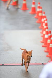 BIB: 
                            <button type="button" onclick="openModal(5537525)" class="btn btn-primary btn-sm float-right btn-popup" data-toggle="modal" data-target=".modal-high-quality">
                        <i class="fas fa-shopping-cart"></i> Add to Cart
                    </button>
                                            <button type="button" onclick="isThisMe(5537525, true)" class="btn btn-success btn-sm float-right btn-popup btn-isme hidden" data-toggle="tooltip" data-placement="bottom" title="นี่คือรูปของคุณใช่ไหม คลิกที่นี่เพื่อเอาเข้าอัลบั้ม">
                        <i class="fas fa-plus"></i> Add to album
                    </button>
                    <button type="button" onclick="isThisMe(5537525, false)" class="btn btn-warning btn-sm float-right btn-popup btn-isnotme hidden">
                        <i class="fas fa-ban"></i> Remove from album
                    </button>