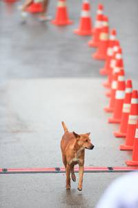 BIB: 
                            <button type="button" onclick="openModal(5537527)" class="btn btn-primary btn-sm float-right btn-popup" data-toggle="modal" data-target=".modal-high-quality">
                        <i class="fas fa-shopping-cart"></i> Add to Cart
                    </button>
                                            <button type="button" onclick="isThisMe(5537527, true)" class="btn btn-success btn-sm float-right btn-popup btn-isme hidden" data-toggle="tooltip" data-placement="bottom" title="นี่คือรูปของคุณใช่ไหม คลิกที่นี่เพื่อเอาเข้าอัลบั้ม">
                        <i class="fas fa-plus"></i> Add to album
                    </button>
                    <button type="button" onclick="isThisMe(5537527, false)" class="btn btn-warning btn-sm float-right btn-popup btn-isnotme hidden">
                        <i class="fas fa-ban"></i> Remove from album
                    </button>