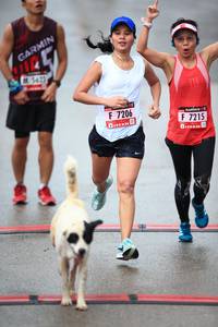 BIB: 5623, 7206, 7215
                            <button type="button" onclick="openModal(5543321)" class="btn btn-primary btn-sm float-right btn-popup" data-toggle="modal" data-target=".modal-high-quality">
                        <i class="fas fa-shopping-cart"></i> Add to Cart
                    </button>
                                            <button type="button" onclick="isThisMe(5543321, true)" class="btn btn-success btn-sm float-right btn-popup btn-isme hidden" data-toggle="tooltip" data-placement="bottom" title="นี่คือรูปของคุณใช่ไหม คลิกที่นี่เพื่อเอาเข้าอัลบั้ม">
                        <i class="fas fa-plus"></i> Add to album
                    </button>
                    <button type="button" onclick="isThisMe(5543321, false)" class="btn btn-warning btn-sm float-right btn-popup btn-isnotme hidden">
                        <i class="fas fa-ban"></i> Remove from album
                    </button>