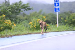 BIB: 
                            <button type="button" onclick="openModal(5622173)" class="btn btn-primary btn-sm float-right btn-popup" data-toggle="modal" data-target=".modal-high-quality">
                        <i class="fas fa-shopping-cart"></i> Add to Cart
                    </button>
                                            <button type="button" onclick="isThisMe(5622173, true)" class="btn btn-success btn-sm float-right btn-popup btn-isme hidden" data-toggle="tooltip" data-placement="bottom" title="นี่คือรูปของคุณใช่ไหม คลิกที่นี่เพื่อเอาเข้าอัลบั้ม">
                        <i class="fas fa-plus"></i> Add to album
                    </button>
                    <button type="button" onclick="isThisMe(5622173, false)" class="btn btn-warning btn-sm float-right btn-popup btn-isnotme hidden">
                        <i class="fas fa-ban"></i> Remove from album
                    </button>