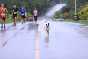 BIB: 
                            <button type="button" onclick="openModal(5640172)" class="btn btn-primary btn-sm float-right btn-popup" data-toggle="modal" data-target=".modal-high-quality">
                        <i class="fas fa-shopping-cart"></i> Add to Cart
                    </button>
                                            <button type="button" onclick="isThisMe(5640172, true)" class="btn btn-success btn-sm float-right btn-popup btn-isme hidden" data-toggle="tooltip" data-placement="bottom" title="นี่คือรูปของคุณใช่ไหม คลิกที่นี่เพื่อเอาเข้าอัลบั้ม">
                        <i class="fas fa-plus"></i> Add to album
                    </button>
                    <button type="button" onclick="isThisMe(5640172, false)" class="btn btn-warning btn-sm float-right btn-popup btn-isnotme hidden">
                        <i class="fas fa-ban"></i> Remove from album
                    </button>